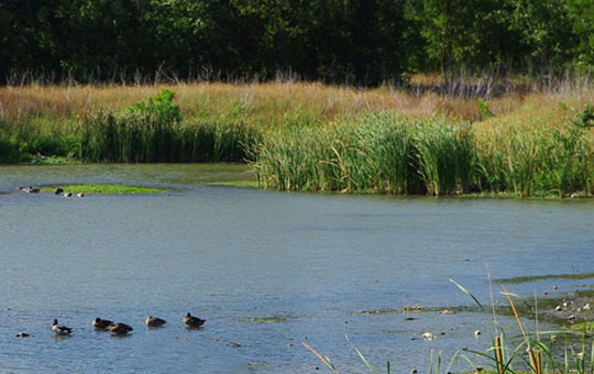 Furneaux Creek Stream Stabilization